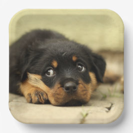 Assiettes En Carton Rottweiler Puppy