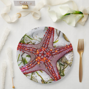 Assiettes En Carton Starfish, Zanzibar, Tanzanie