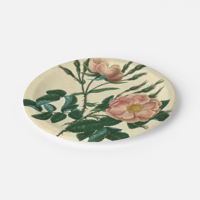 Assiettes En Carton Sweet Briar Rose (Angle)