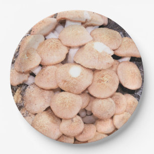 Assiettes En Carton Tabescens d'Armillaria ou champignons de miel