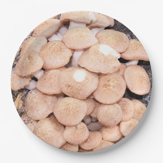 Assiettes En Carton Tabescens d'Armillaria ou champignons de miel (Devant)