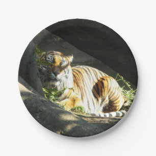 Assiettes En Carton Tiger Catnap