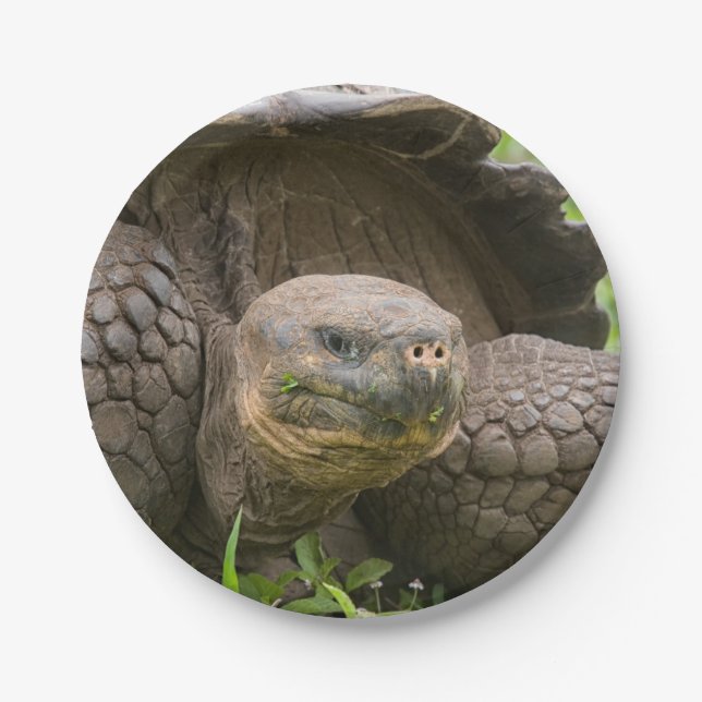 Assiettes En Carton Tortue géante (Devant)