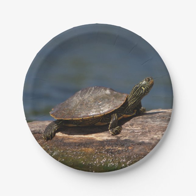 Assiettes En Carton Tortue peinte sur un rondin (Devant)