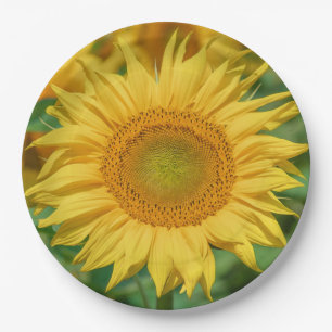 Assiettes En Carton Tournesol