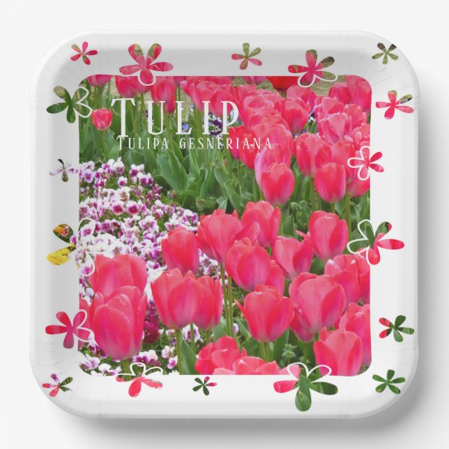 Assiettes En Carton Tulip (Recto)