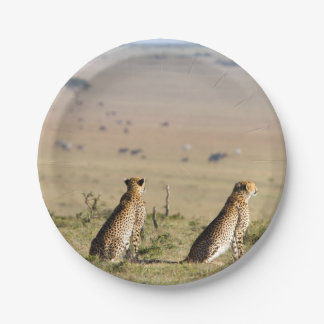 Assiettes En Carton Two cheetahs on the look out