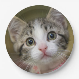 Assiettes En Carton Un chaton mignon aux yeux verts