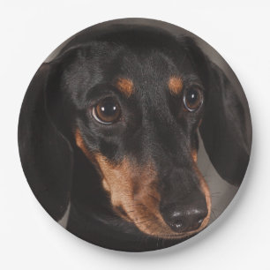 Assiettes En Carton Un magnifique portrait de dachshund