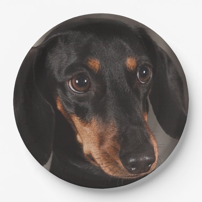 Assiettes En Carton Un magnifique portrait de dachshund (Devant)