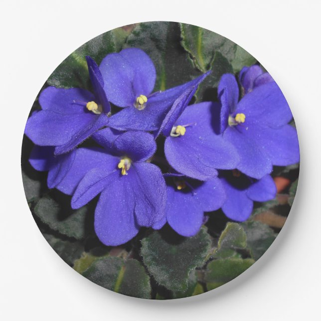 Assiettes En Carton Violet royal d'Afrique (Devant)