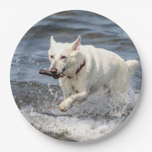 Assiettes En Carton White German Shepard sur le lac George