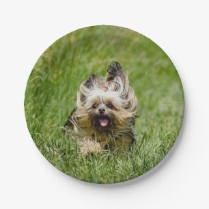 Assiettes En Carton Yorkshire Terrier mignon courant dans l'herbe