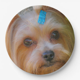 Assiettes En Carton Yorkshire Terrier Yorkie race préférée