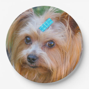 Assiettes En Carton Yorkshire Terrier Yorkie race préférée