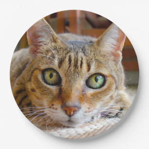 Assiettes en papier Chat mignon