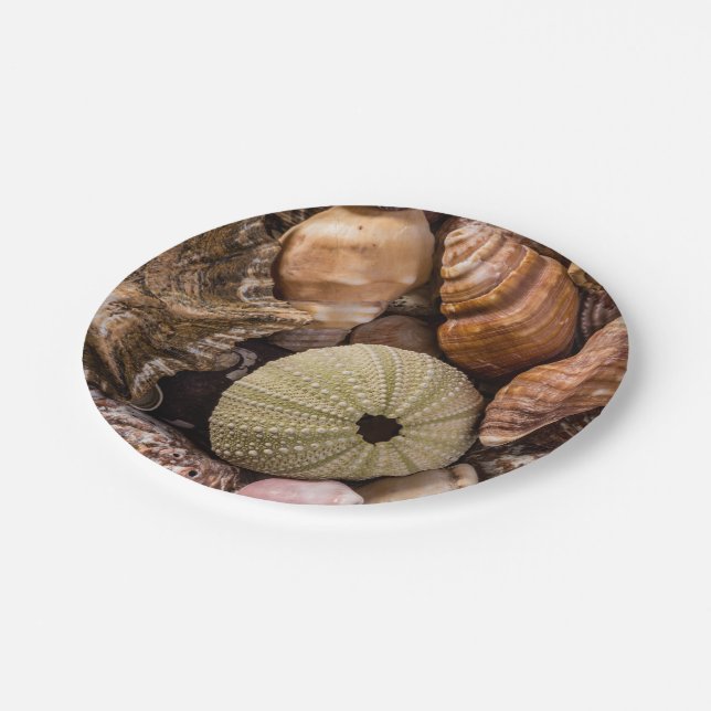 Assiettes en papier Coquillages de mer mixtes (Angle)