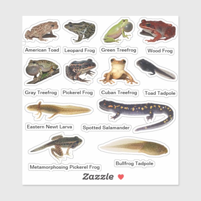 Assorted Amphibien Vinyl Stickers Aufkleber (Blatt)