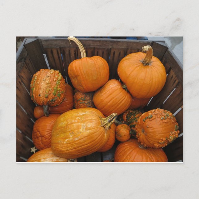 Assorted Pumpkins Postkarte (Vorderseite)