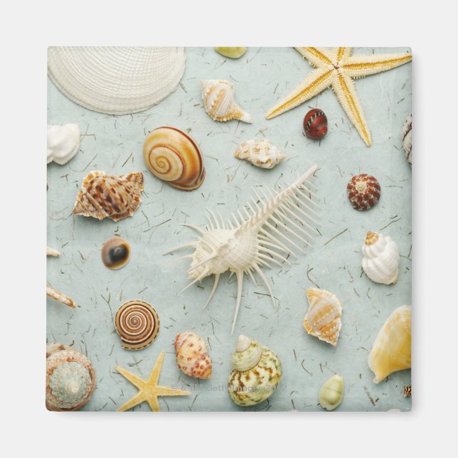 Assortierte Muscheln auf blauem Hintergrund Magnet (Vorne)