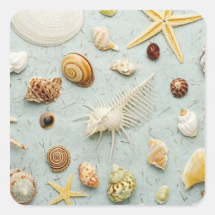 Assortierte Muscheln auf blauem Hintergrund Quadratischer Aufkleber