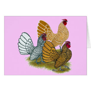 Assortiment de Sebright Rooster