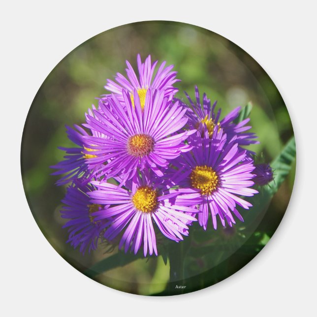 Aster aimant (Devant)