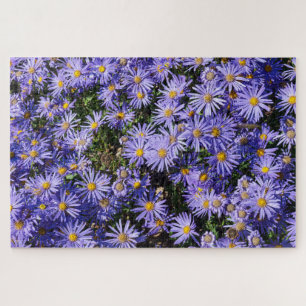 Aster amellus ‚Moerheim gem‘