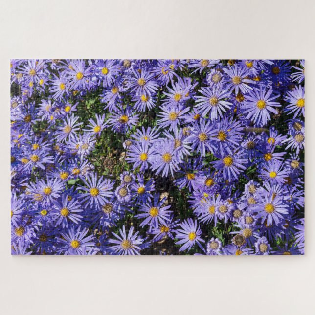 Aster amellus ‚Moerheim gem‘ (Horizontal)