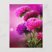 Aster Autumn Blumen Art Design
