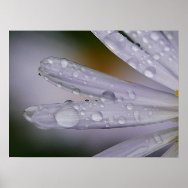 Aster Blume Poster (Vorne)