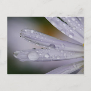 Aster-Blume-Postkarte Postkarte