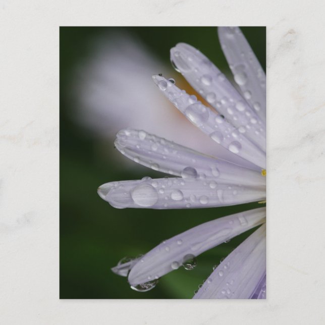 Aster-Blume-Postkarte Postkarte (Vorderseite)