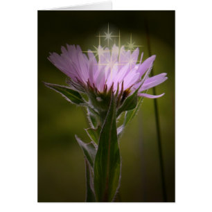 Aster côtier de la flottaison sur l'île de l'Unala