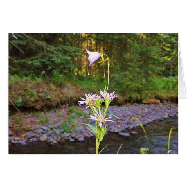 Aster de campanule et de pré (Devant horizontal)