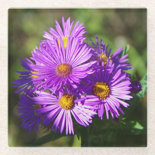 Aster-Glas-Untersetzer Glasuntersetzer (Vorderseite)