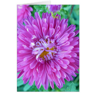 Aster mit Crab Spider