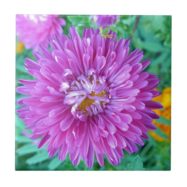 Aster mit Krabbenspinne Fliese (Vorderseite)