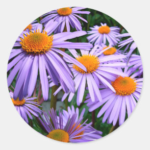 Aster-Tongolensis-Blume Runder Aufkleber