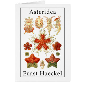 Asteridea durch Ernst Haeckel
