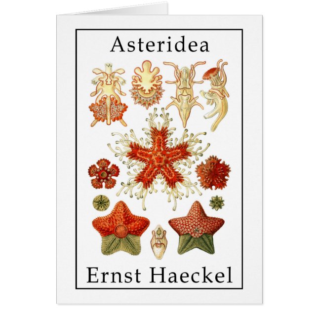 Asteridea durch Ernst Haeckel (Vorne)