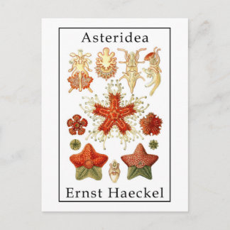 Asteridea durch Ernst Haeckel Postkarte