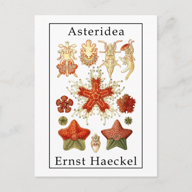 Asteridea durch Ernst Haeckel Postkarte (Vorderseite)