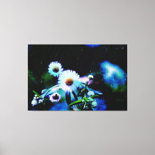 Asters Aglow gepackte Canvas Prints Leinwanddruck