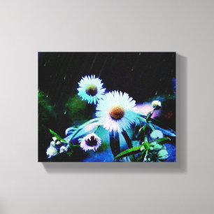 Asters Aglow gepackte Canvas Prints Leinwanddruck
