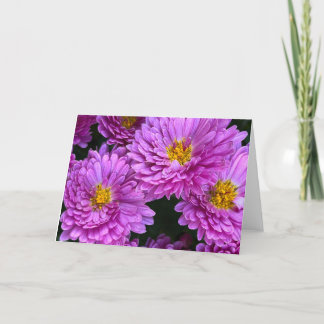 Asters dans la carte blanche pleine floraison