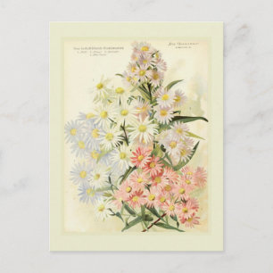 Asters (Michaelmas daisy) Postkarte