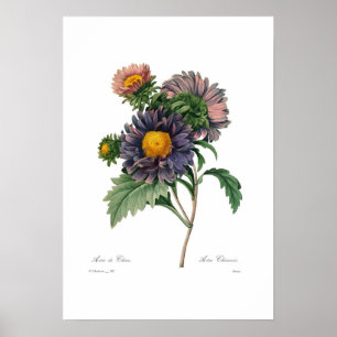 Asters Poster