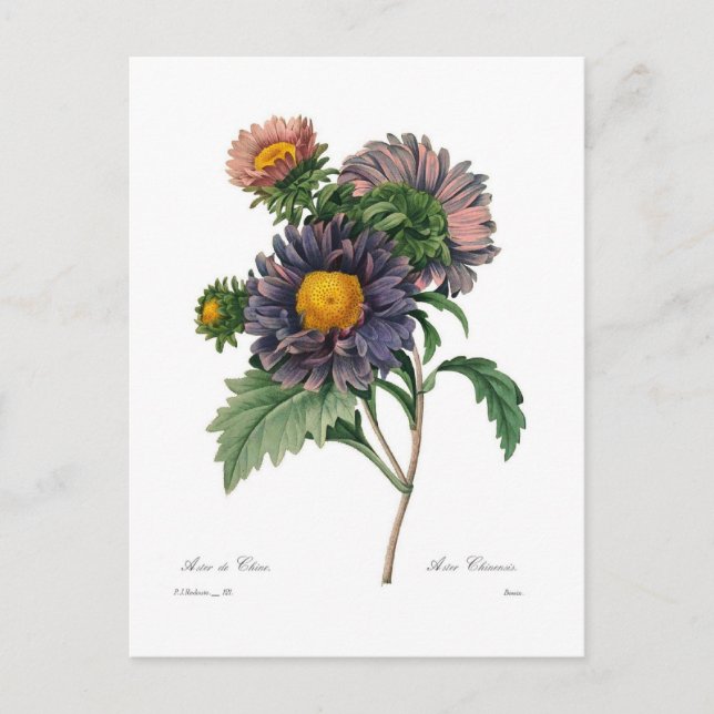 Asters Postkarte (Vorderseite)