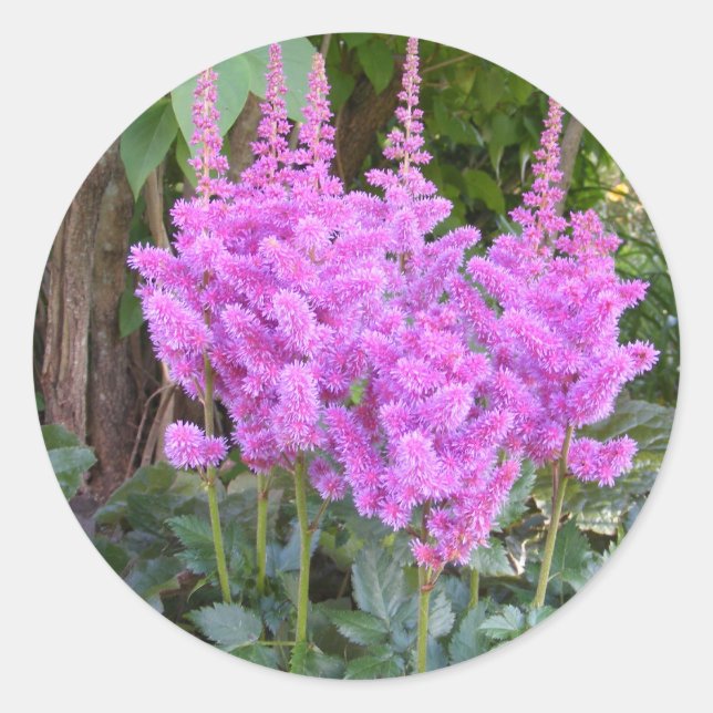 Astilbe ~ Aufkleber (Vorderseite)